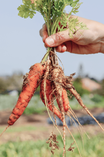 Carrots in hand