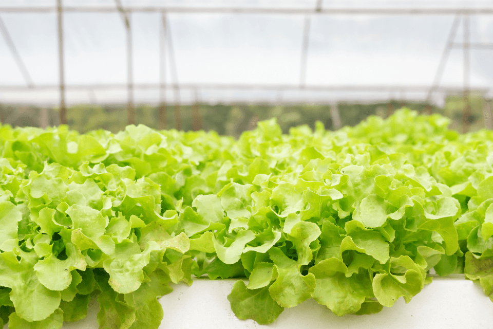 Lettuce